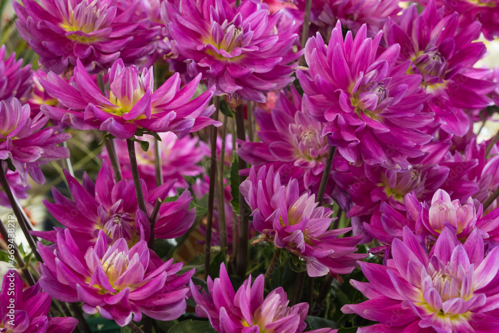 Obraz premium Lush purple flowers of dahlia close-up
