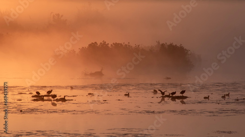 Silhouettes of wild ducks and a swan on a swamp in the morning fog. Birdwatching concept.