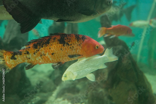Common goldfish swimming in aquatic medium