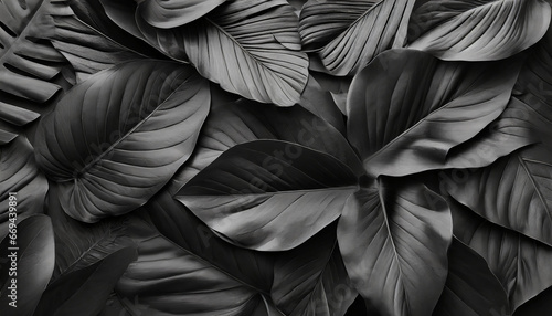 Textures of abstract black leaves for tropical leaf background. Flat lay, dark nature concept, tropical leaf