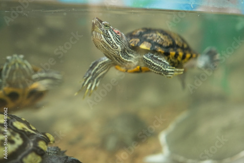 A group of turtles swimming inside a large aquarium