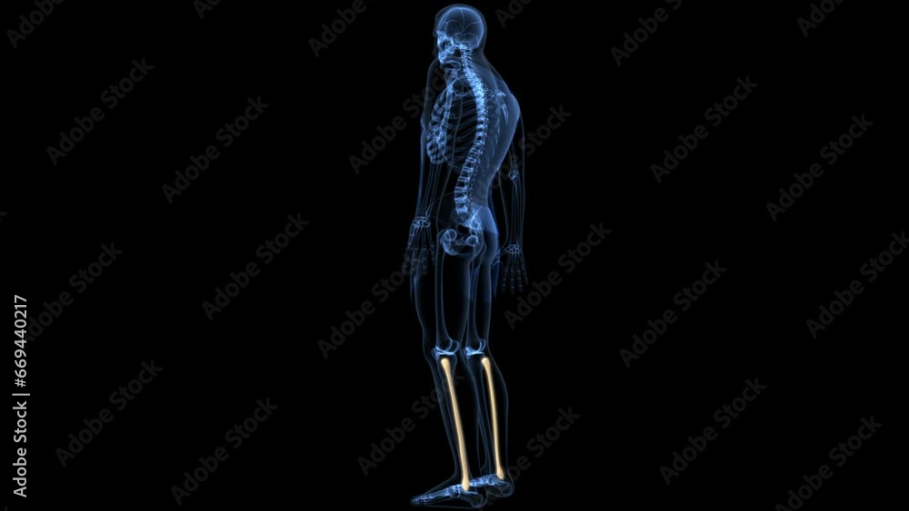 human skeleton anatomy. 3d illustration human skeleton anatomy. 3d illustration
