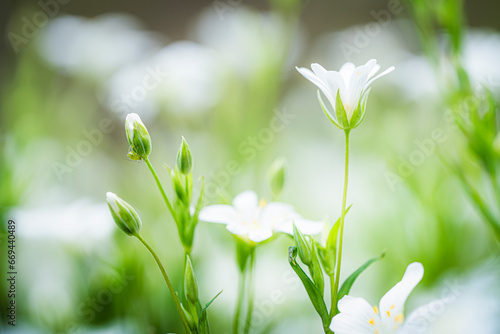 Close up of beautiful flowers against blurred background