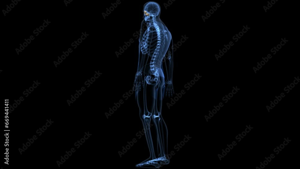 human skeleton anatomy. 3d illustration human skeleton anatomy. 3d illustration