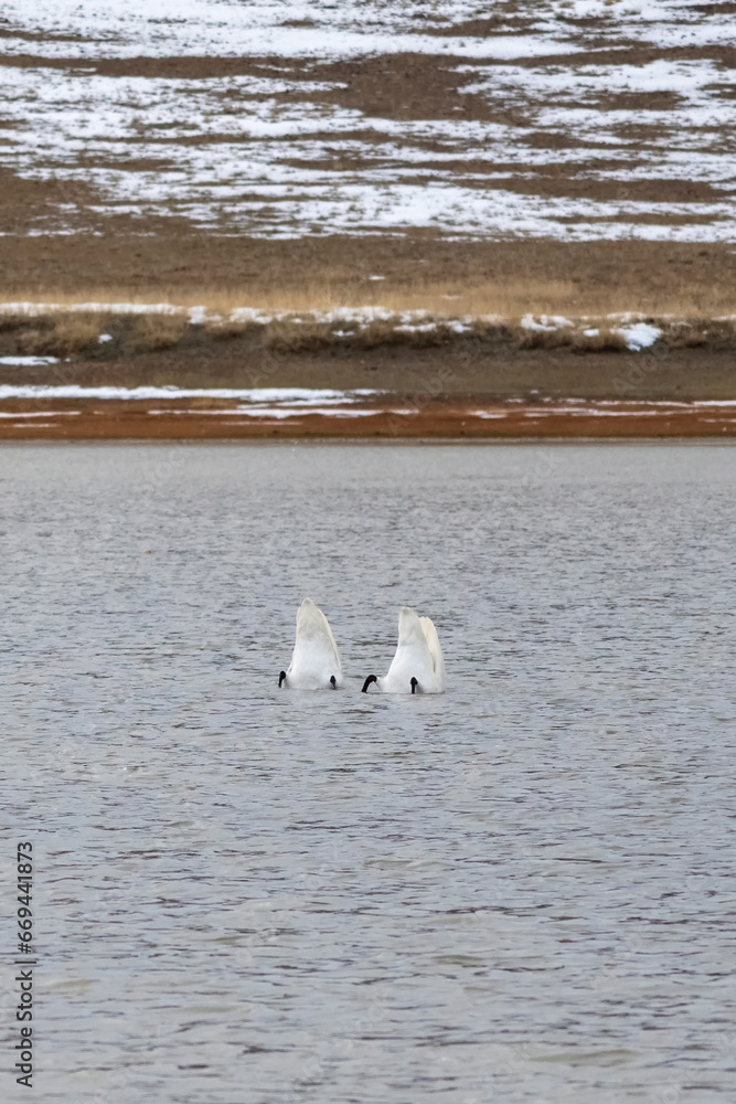Two swans diving for feed. Hide your head, symbolic photo. Swan with his butt facing the camera, vertical view. Two swans diving for feed. Hide your head, symbolic photo. Swan with his butt facing the camera, vertical view.