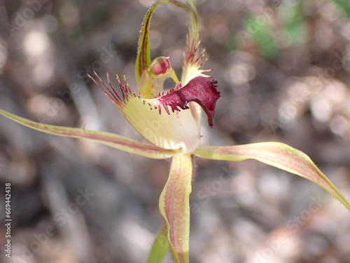 The Boranup spider has a broad shiny labellum and is rarely seen photo