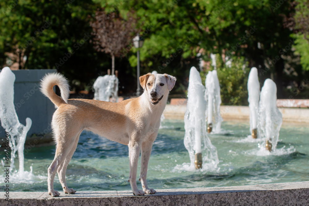 Wet adult female dog standing and looking next to a fountain Wet adult female dog standing and looking next to a fountain