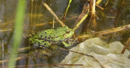 A green frog catches a bee and spits it out