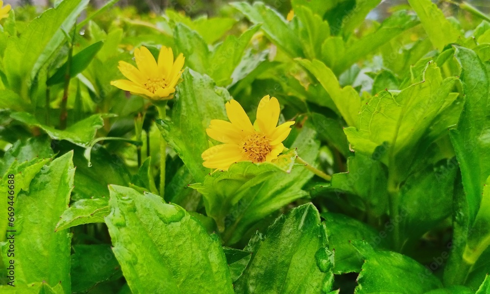 yellow flowers in the garden yellow flowers in the garden