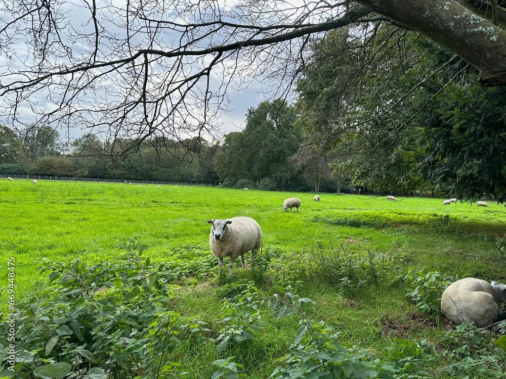 Cute sheep grazing on green lawn in picturesque park Cute sheep grazing on green lawn in picturesque park