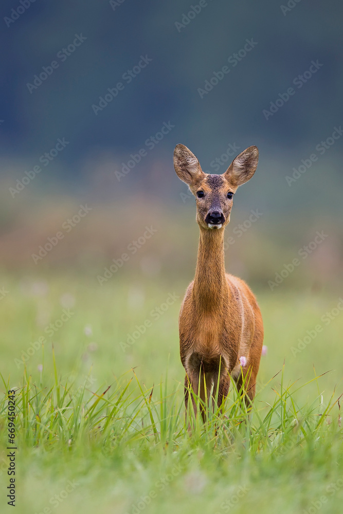 Roe-deer in the wild in a clearing
Roe-deer in the wild in a clearing