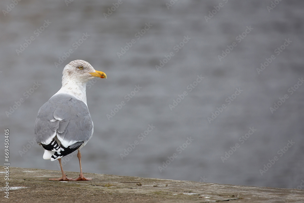 seagull on the beach seagull on the beach
