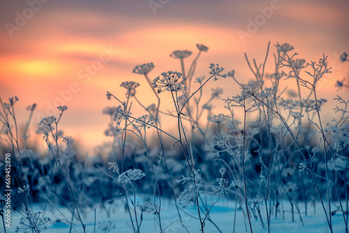 Frost covered thickets of dry grass in winter frosty sunrise. Selective focus and shallow depth of field. © sergofan2015