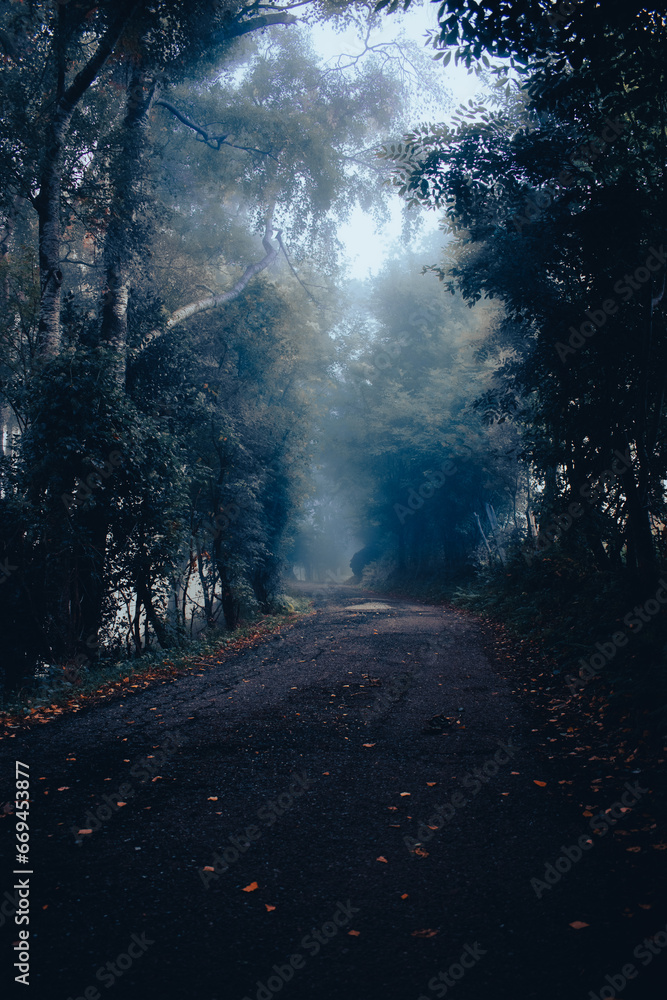 Fototapeta premium Bosco con nebbia