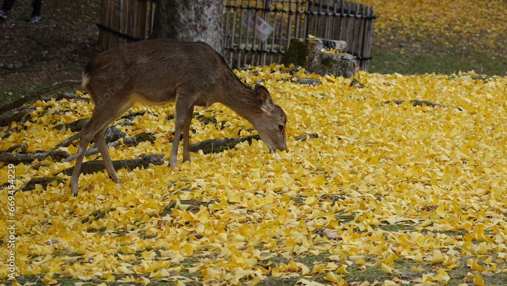 Fototapeta premium 奈良のシカ