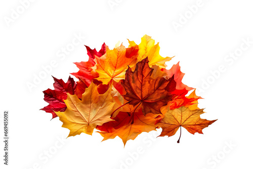 autumn maple leaves isolated on white or transparent background