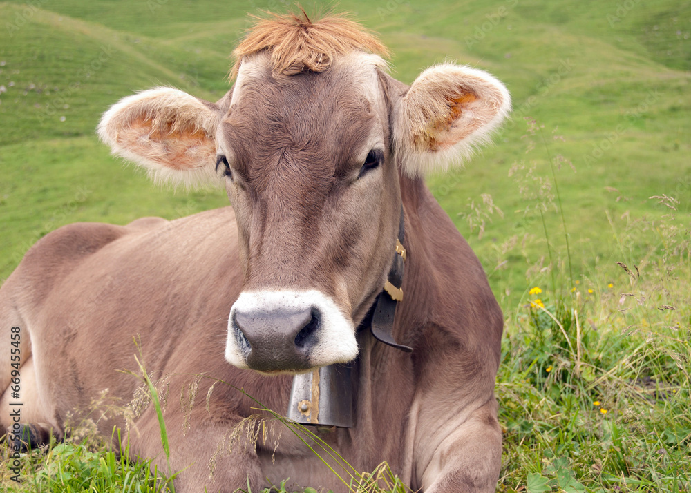 A young cow - calf wears a bell around its neck. She sits on the ground on fresh, green, juicy Alpine grass.
