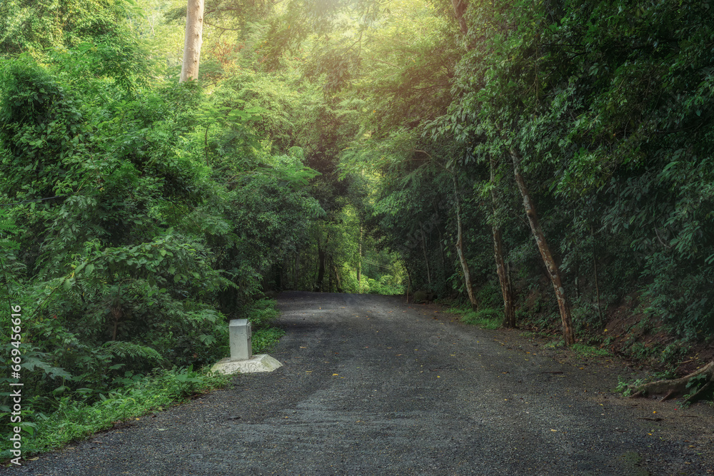 Road winds through the lush green forest with golden sunlight illuminating the beautiful road in the lush green forest.