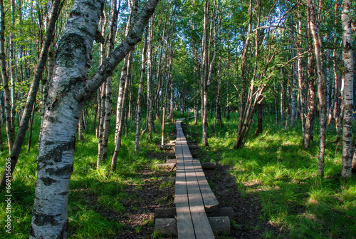 Koivusaari nature trail by Rovaniemi in Lapland, Finland photo
