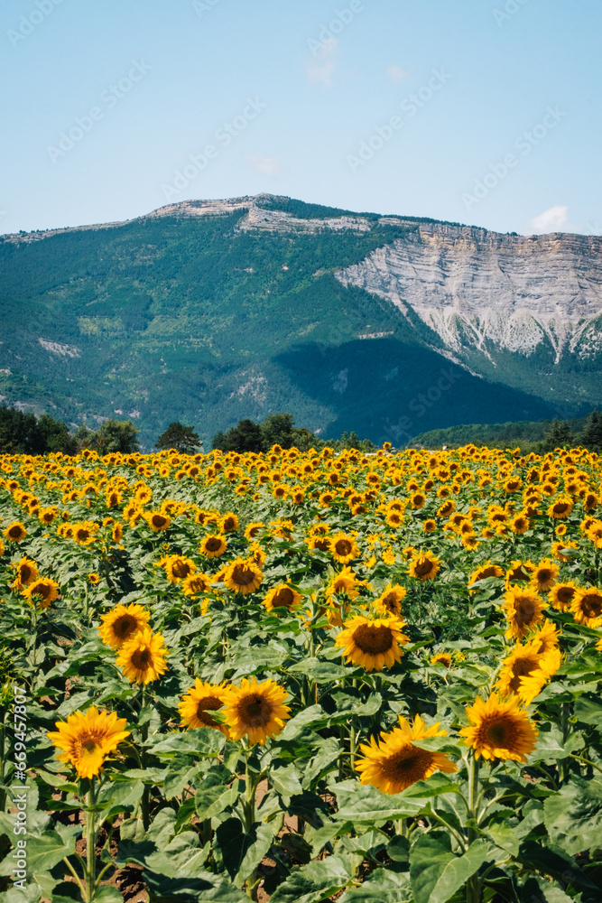 Rows of sunflowers blooming in a field in summer near Chatillon en Diois, with the Vercors mountains in the background in the south of France (Drôme)