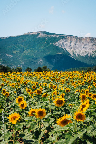 Rows of sunflowers blooming in a field in summer near Chatillon en Diois  with the Vercors mountains in the background in the south of France  Dr  me 