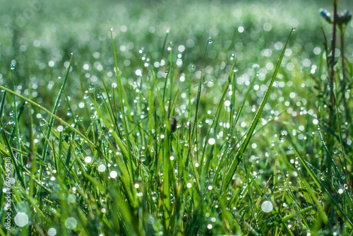 green grass and water drops shining in sun
