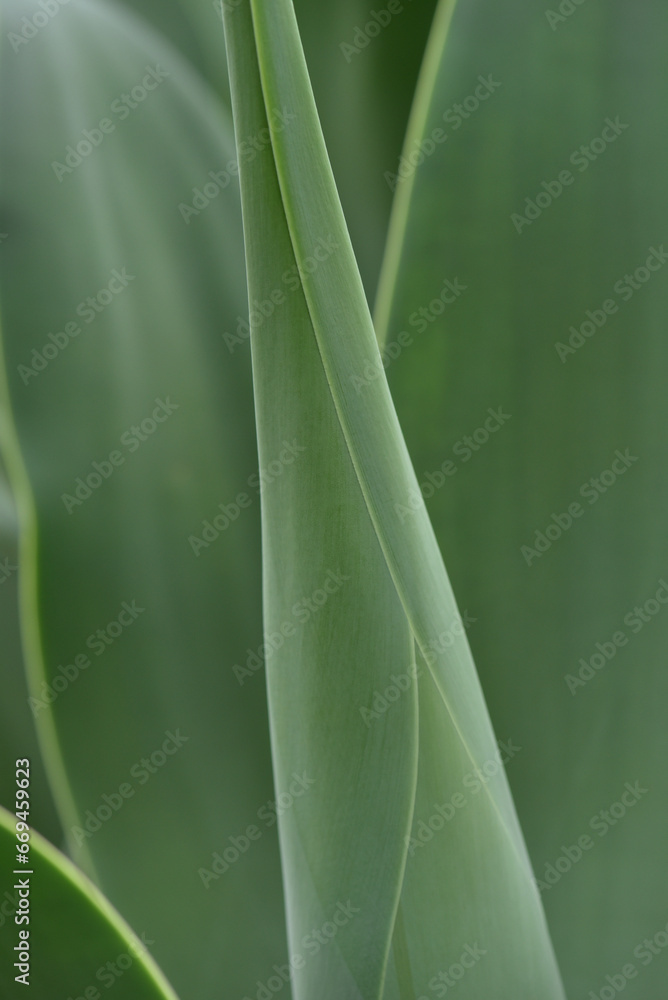 Obraz premium アガベ（ハツミドリ） グリーンの葉が綺麗な多肉植物 ボタニカルイメージの背景