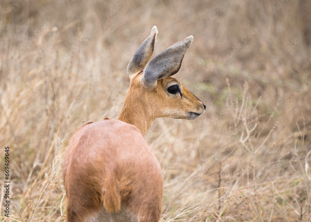 A Steenbok (Raphicerus campestris) standing in the grass looking back closeup A Steenbok (Raphicerus campestris) standing in the grass looking back closeup