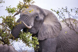 Close up of an African Elephant bull grazing on a tree
