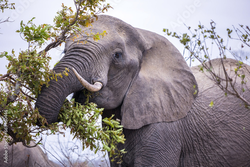 Close up of an African Elephant bull grazing on a tree