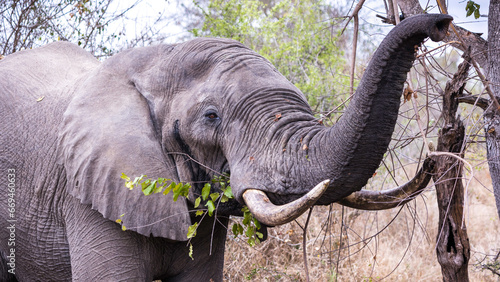 Close up of an African Elephant bull grazing on a tree