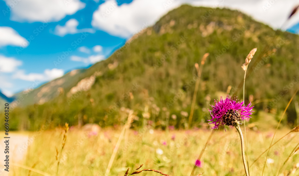 Obraz premium Centaurea scabiosa, greater knapweed, near Heiterwang, Reutte, Tyrol, Austria
