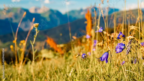 Campanula scheuchzeri, Scheuchzer's bellflower, at Mount Hochjoch, Schruns, Bludenz, Montafon, Vorarlberg, Austria photo