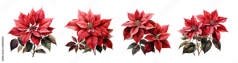 Watercolor red Christmas flower set. Generative Ai