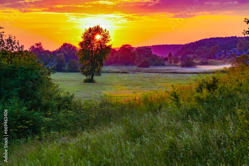 evening summer landscape in a field with a tree, sun and rays of the setting sun
