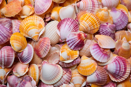 seashells on the background