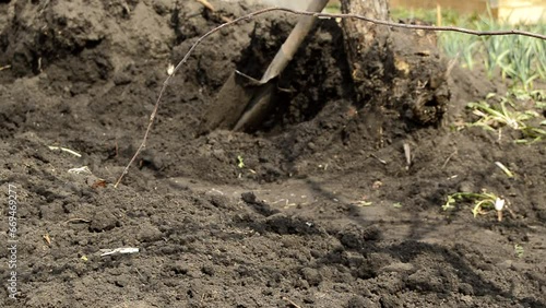 Wallpaper Mural Close-up of the legs of a man who has finished the work of digging the earth with a shovel in his garden. The concept of organic farming and ecological vegetable growing Torontodigital.ca