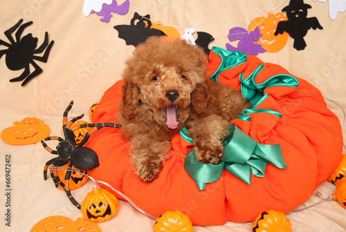 Happy Red Poodle puppy in a pumpkin-shaped pillow