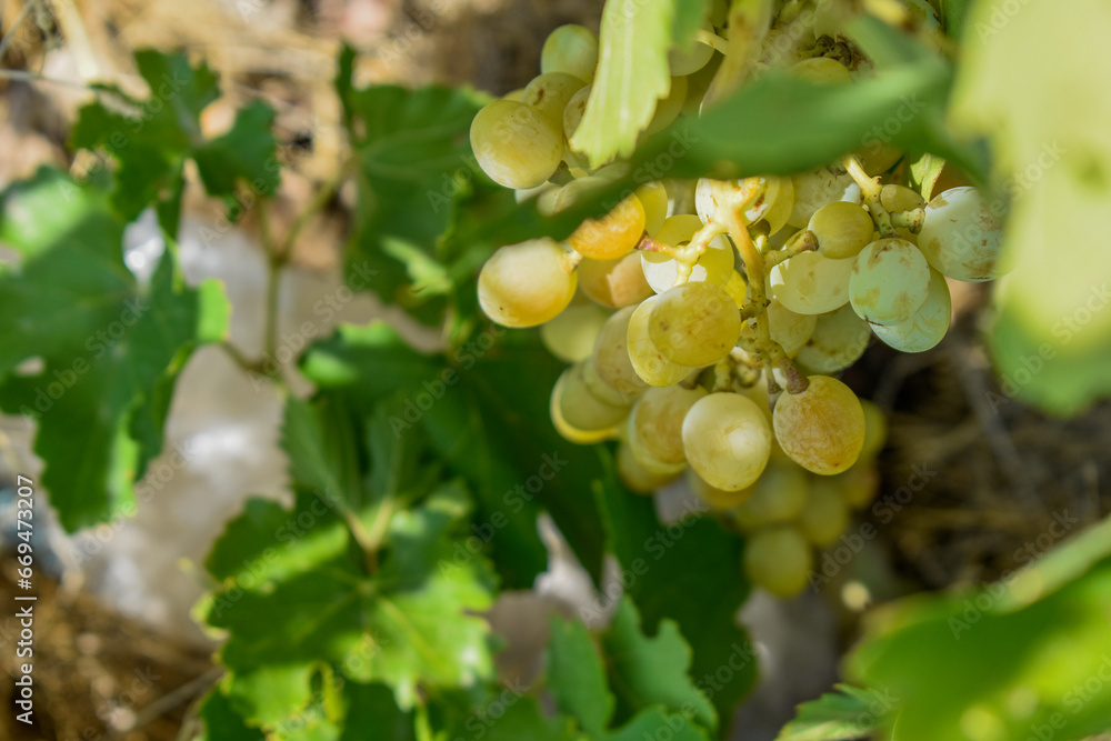 Grapes in a vineyard in the city of Shiraz Grapes in a vineyard in the city of Shiraz