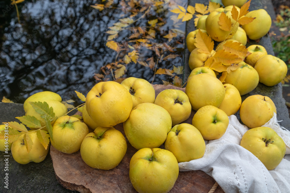 autumn ripe yellow quince from the garden