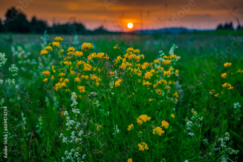 landscape with evening sun and yellow grass at sunset