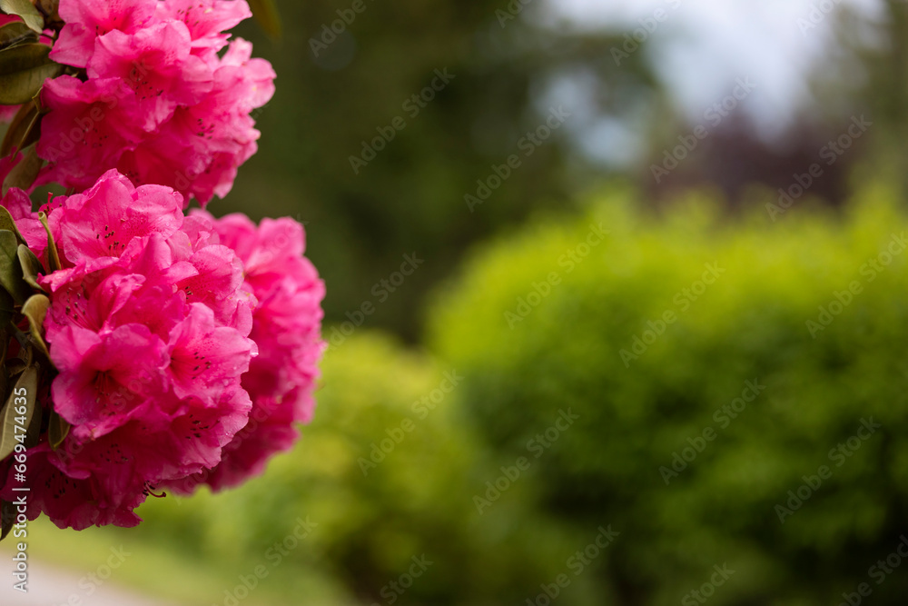 Obraz premium Beautiful and colorfull flowers, spring time in north italy