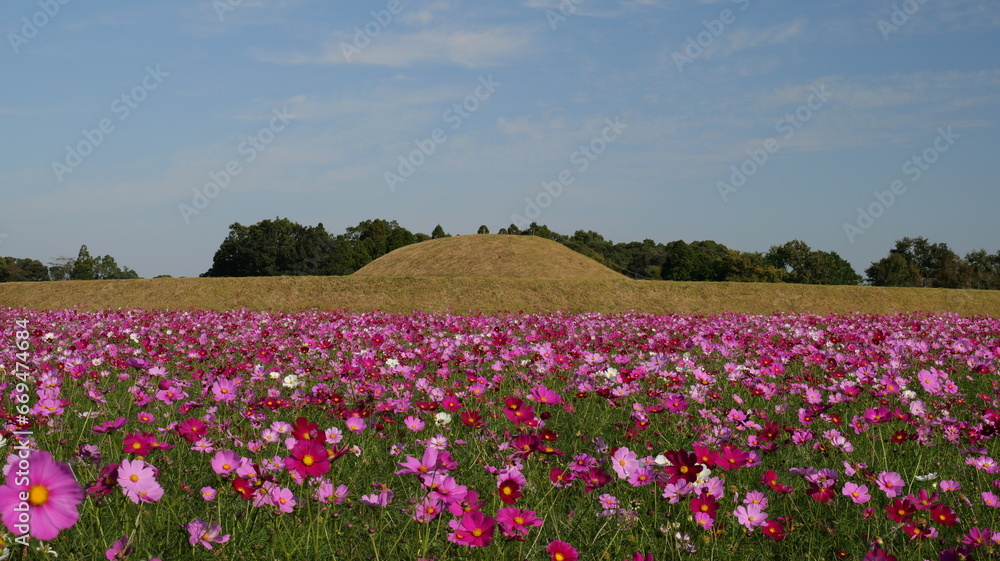 宮崎県西都市西都原古墳群のコスモス