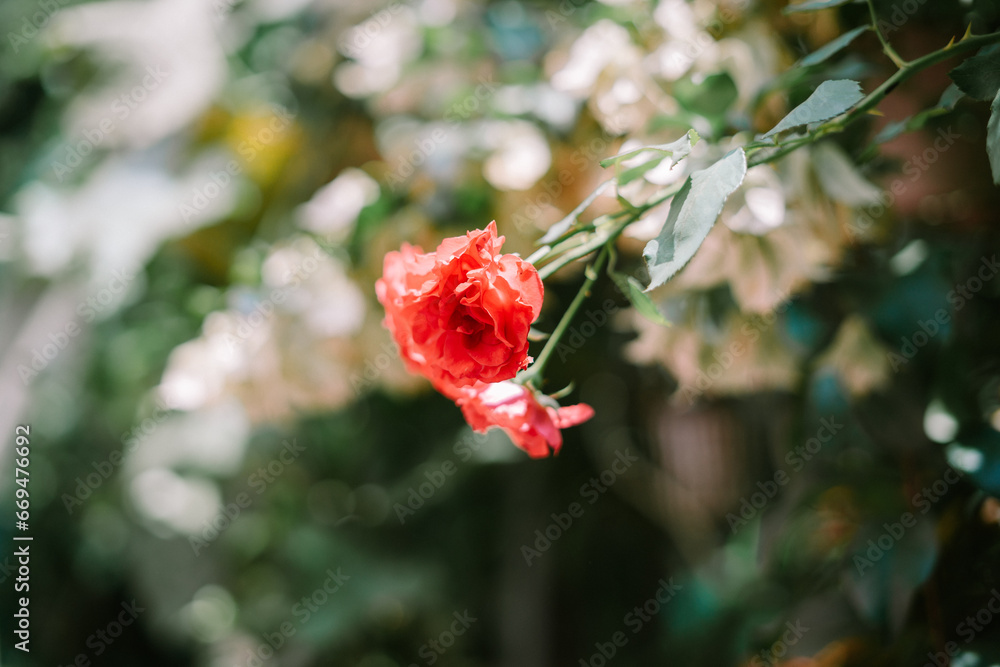 Obraz premium Floral frame made of beautiful big red roses on vintage background