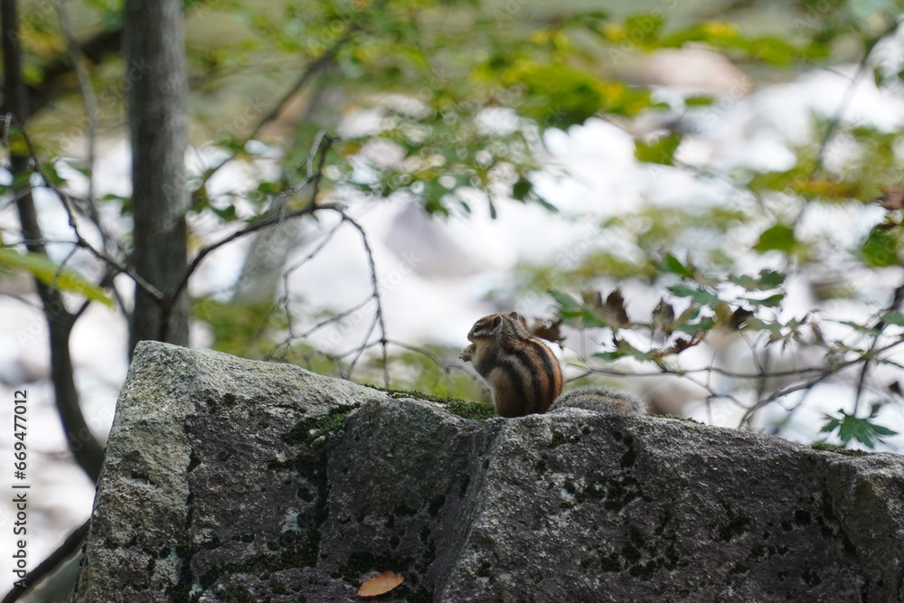 squirrel in the forest squirrel in the forest