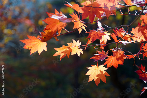 the autumn leaves of Mt. Seorak