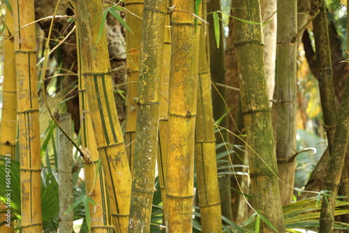 Closeup of bamboo stems