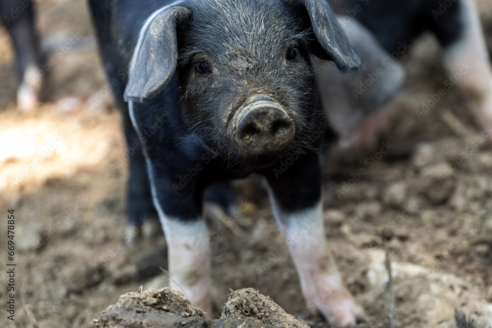 Black-belted Domestic Pig - Mother Pg and Small just few days old young Piggies of this Autochthonous Breed from Slovenia, Europe Black-belted Domestic Pig - Mother Pg and Small just few days old young Piggies of this Autochthonous Breed from Slovenia, Europe