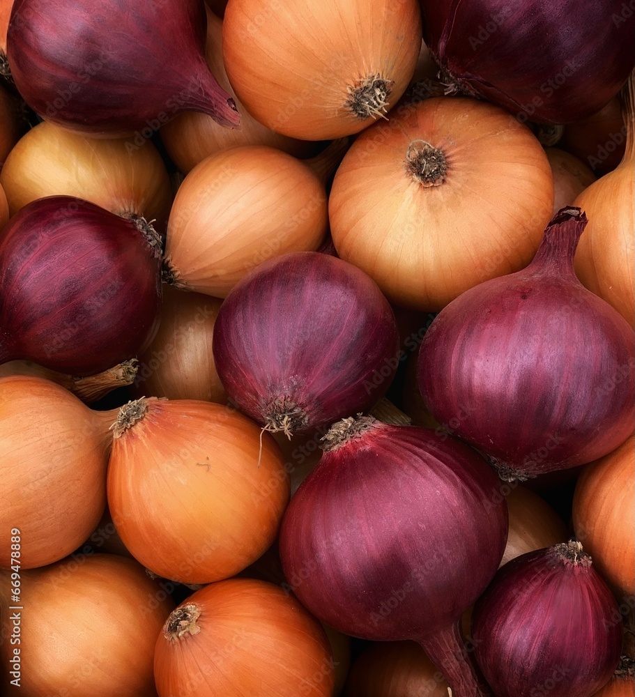 harvest organic onion. concept of organic vegetables harvest organic onion. concept of organic vegetables