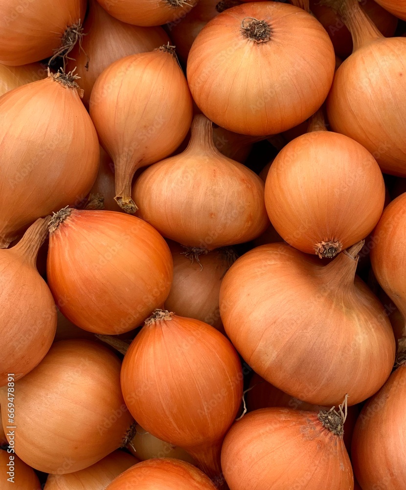 harvest organic onion. concept of organic vegetables harvest organic onion. concept of organic vegetables